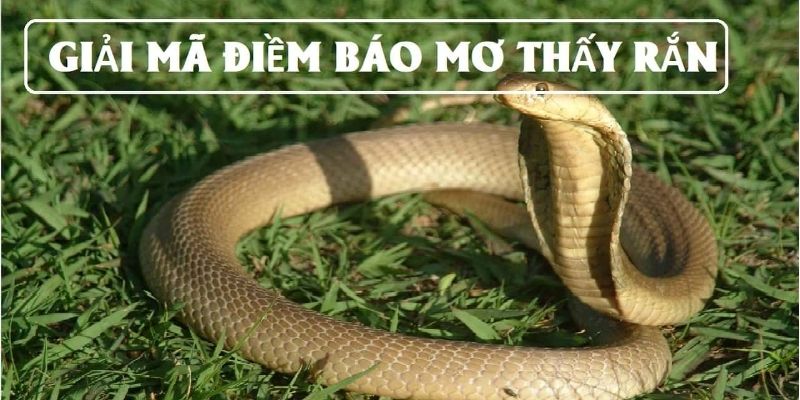 Nằm Mơ Thấy Rắn Đánh Con Gì - Gợi Ý Chi tiết Từ 77BET 7 Nằm mơ thấy rắn đánh con gì để bạn có thể trúng xổ số