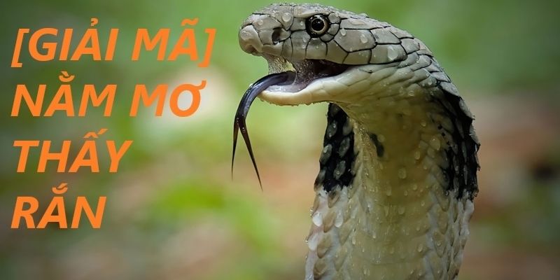 Nằm Mơ Thấy Rắn Đánh Con Gì - Gợi Ý Chi tiết Từ 77BET 3 Những con số nên đánh khi bạn mơ thấy rắn