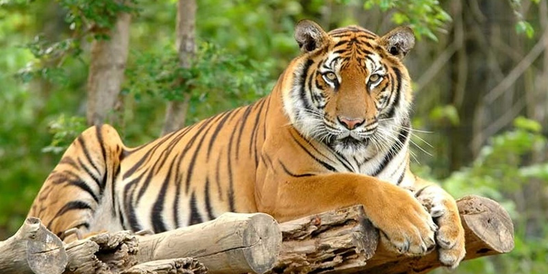 Mơ Thấy Cọp Đánh Con Gì? Giấc Mơ Hổ Mang Ý Nghĩa Ra Sao? 1 Có nhiều con số có thể liên hệ khi mơ giấc mơ thấy cọp