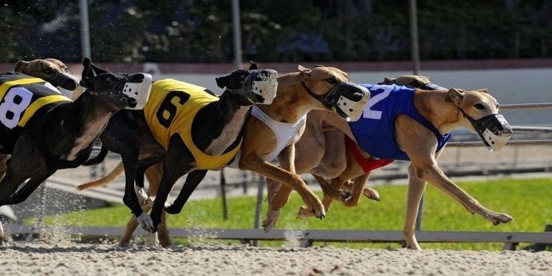 Cược Đua Chó Ảo Và Những Điều Bạn Cần Biết 2025 2 Luật chơi cược chó ảo siêu dễ chơi cho mọi người